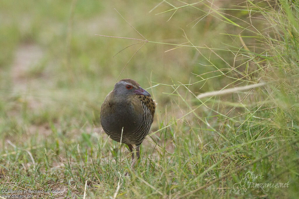 African Crakeadult, Behaviour