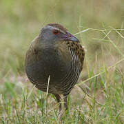 African Crake