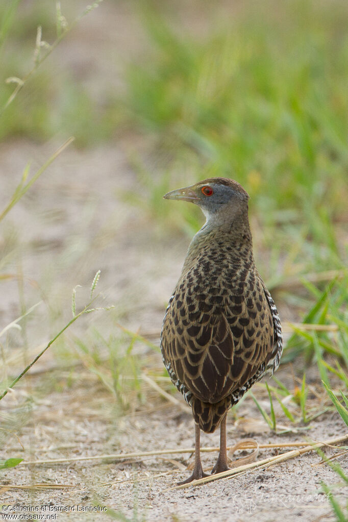 African Crakeadult, aspect