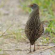 African Crake