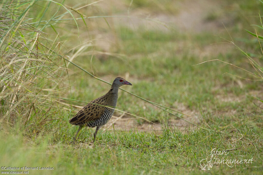 Râle des présadulte, identification