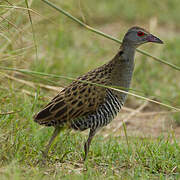 African Crake