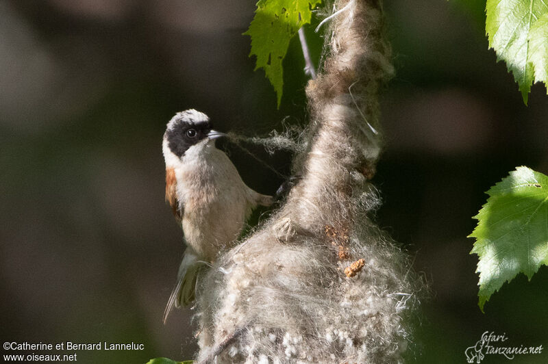 White-crowned Penduline Titadult, Reproduction-nesting