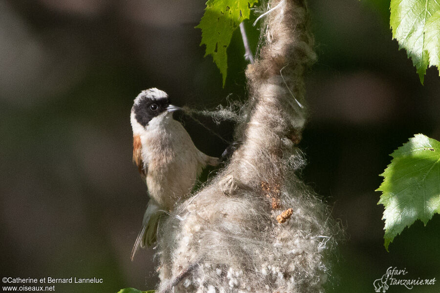 White-crowned Penduline Titadult, Reproduction-nesting