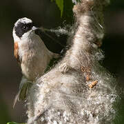 White-crowned Penduline Tit