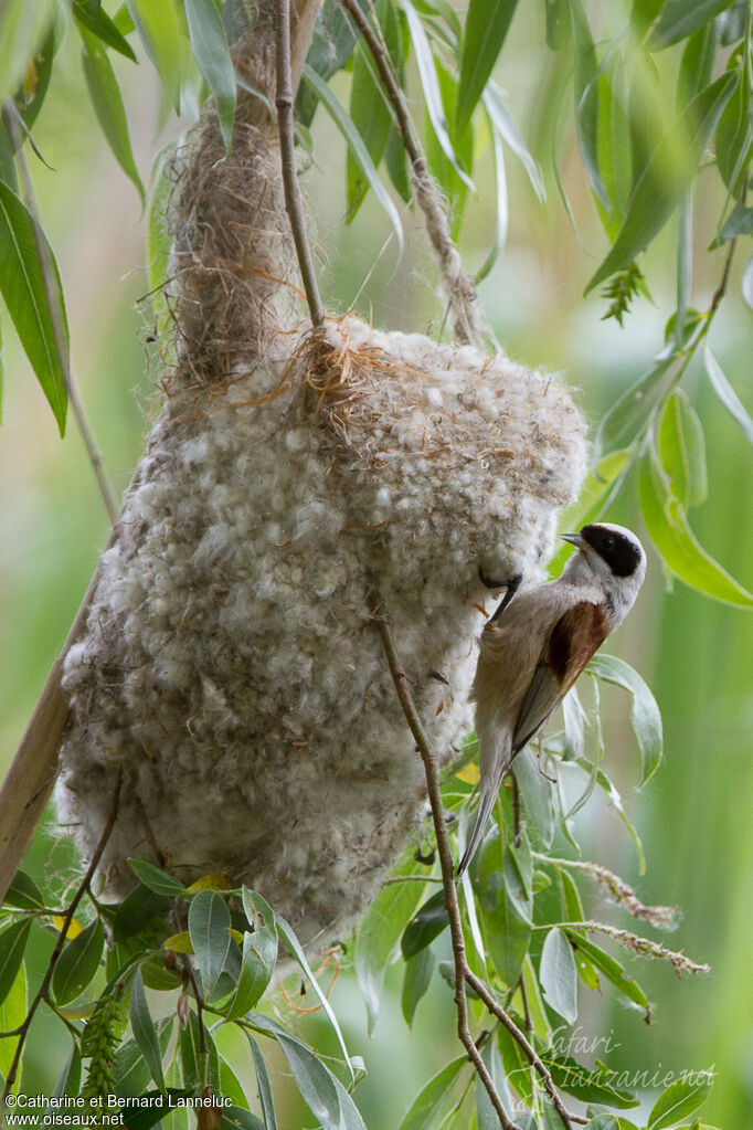 Rémiz penduline mâle adulte, Nidification