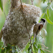 Eurasian Penduline Tit