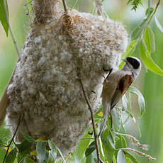 Rémiz penduline