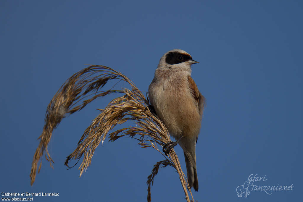 Rémiz penduline mâle adulte, identification