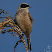 Eurasian Penduline Tit