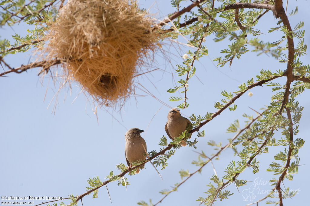 Grey-capped Social Weaveradult