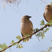 Grey-capped Social Weaver