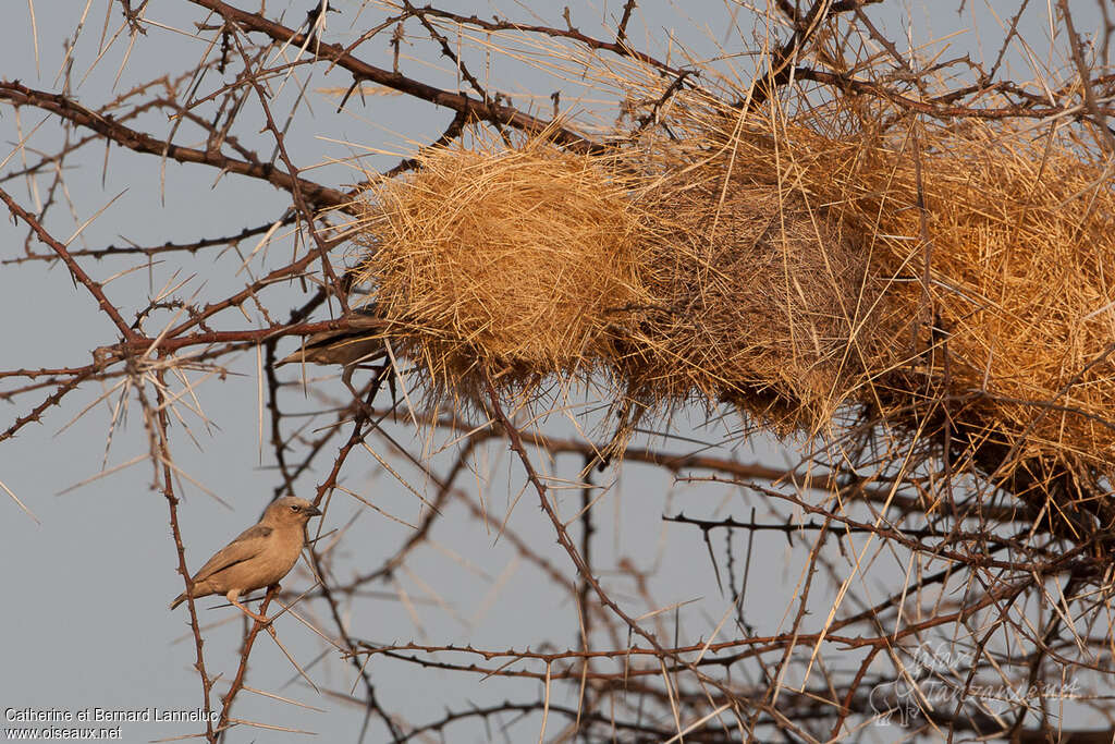 Grey-capped Social Weaveradult, Reproduction-nesting