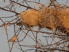 Grey-capped Social Weaver