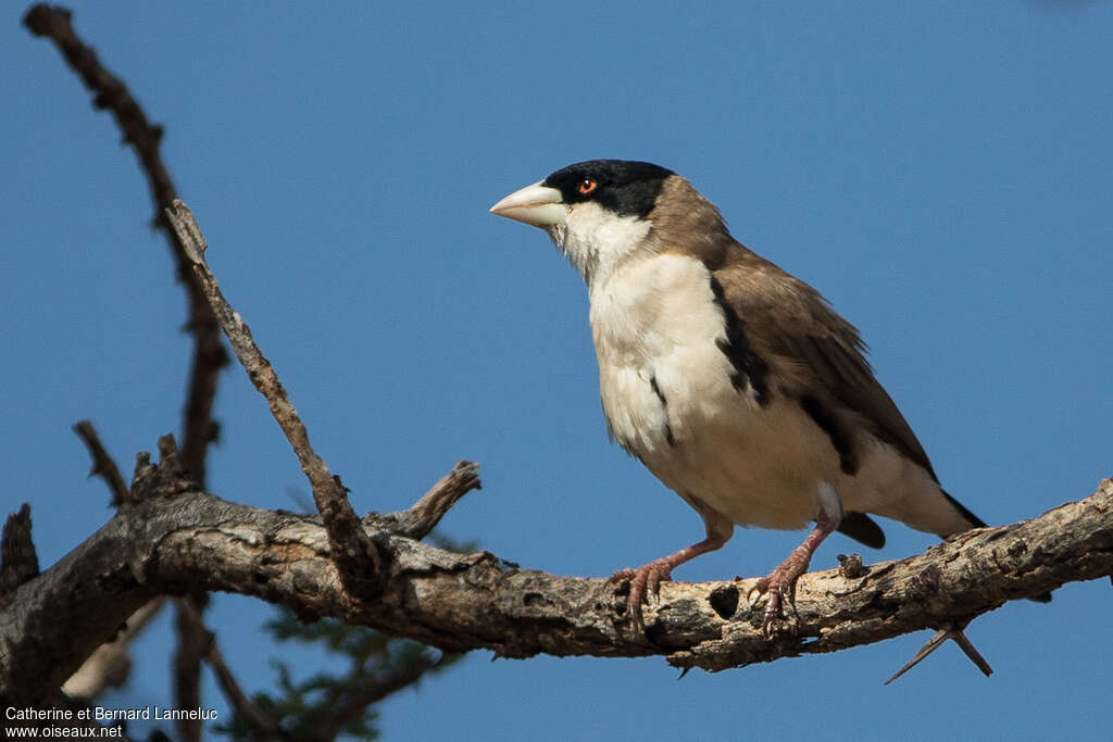 Black-capped Social Weaveradult, identification