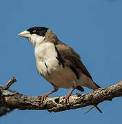 Black-capped Social Weaver