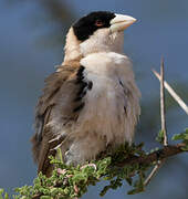 Black-capped Social Weaver