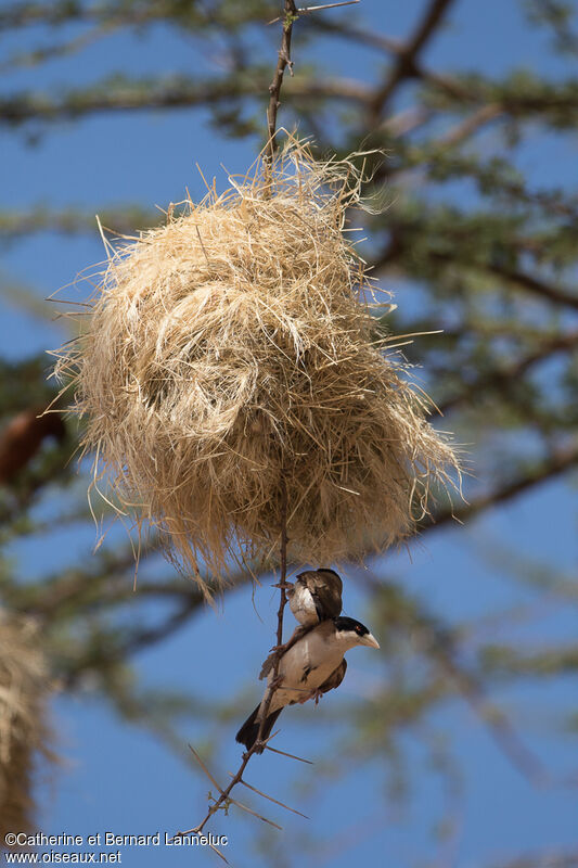 Black-capped Social Weaveradult, Reproduction-nesting