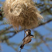 Black-capped Social Weaver