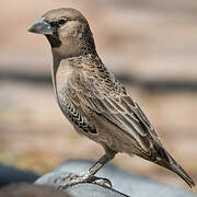 Sociable Weaver