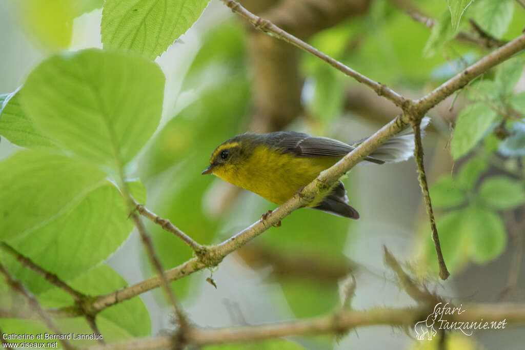 Rhipidure à ventre jaune femelle adulte nuptial, identification