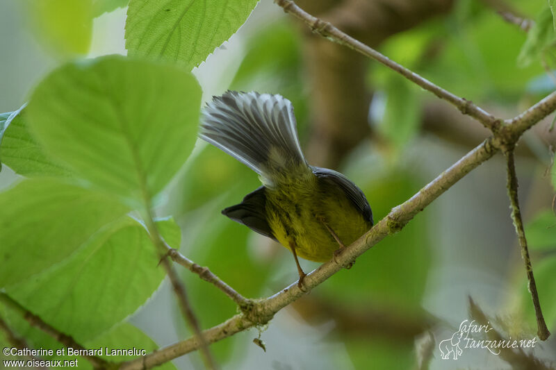 Yellow-bellied Fantailadult