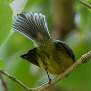 Yellow-bellied Fantail