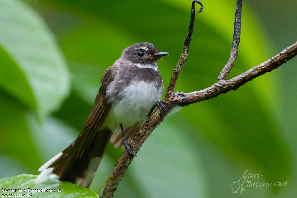 Malaysian Pied Fantailadult, identification