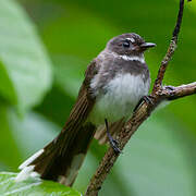 Malaysian Pied Fantail