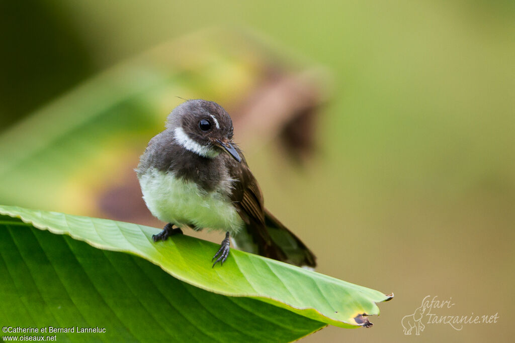 Malaysian Pied Fantailadult