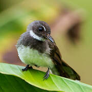 Malaysian Pied Fantail