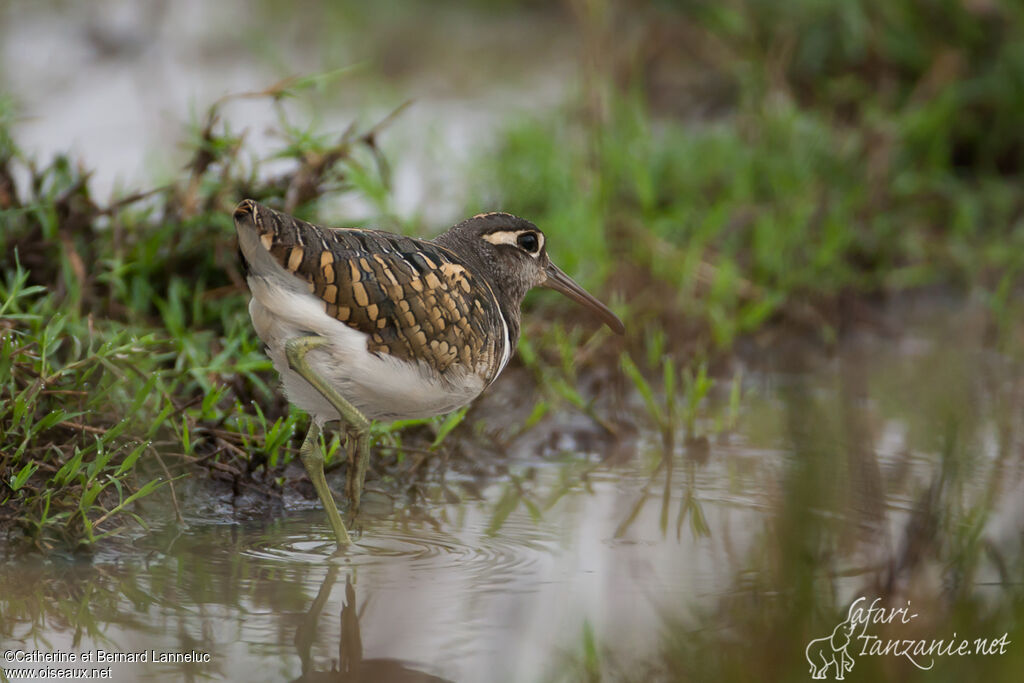 Greater Painted-snipe male adult, identification, habitat