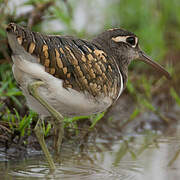 Greater Painted-snipe