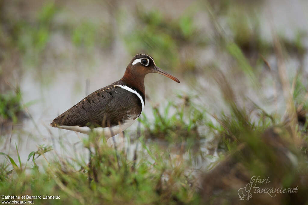 Greater Painted-snipe female adult, identification