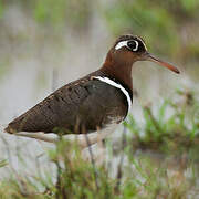 Greater Painted-snipe