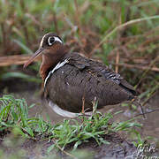 Greater Painted-snipe