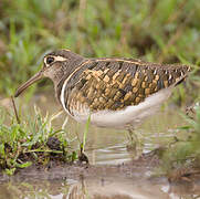 Greater Painted-snipe