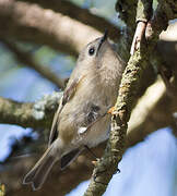 Goldcrest