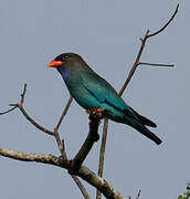 Oriental Dollarbird