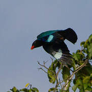 Oriental Dollarbird