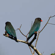 Oriental Dollarbird