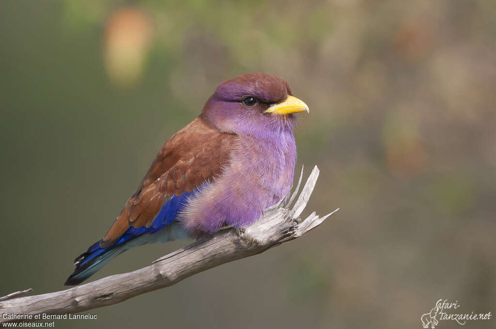 Broad-billed Rolleradult, identification