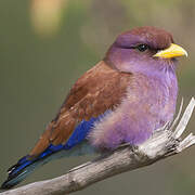 Broad-billed Roller