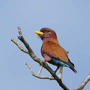 Broad-billed Roller