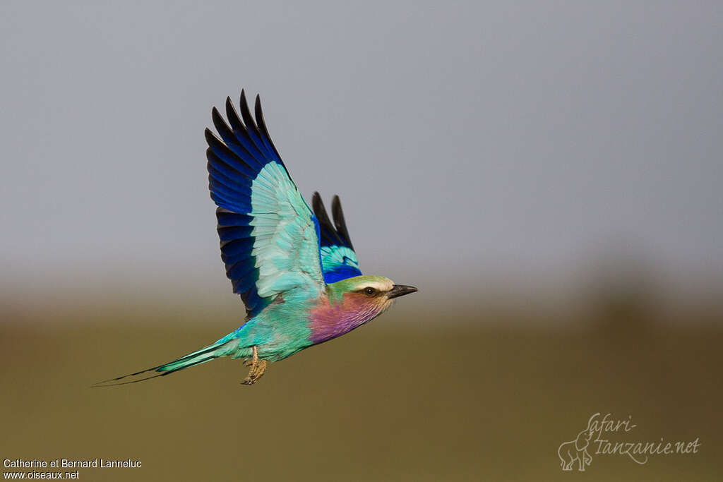 Lilac-breasted Rolleradult, Flight