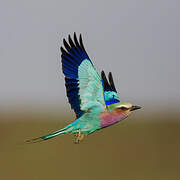 Lilac-breasted Roller