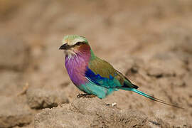 Lilac-breasted Roller