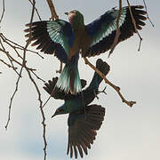 Lilac-breasted Roller