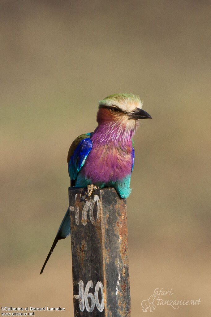 Lilac-breasted Rolleradult, identification