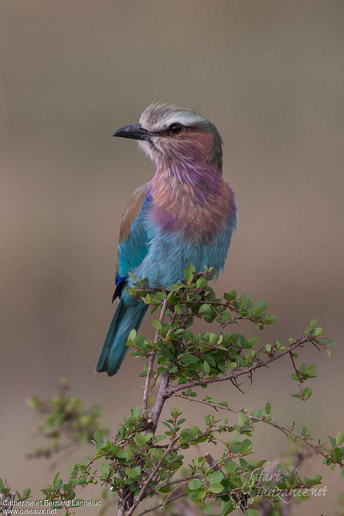 Lilac-breasted RollerFirst year, identification